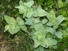 Iberodes brassicifolia