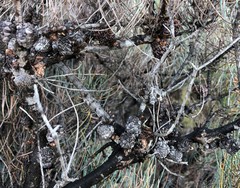 Allocasuarina pusilla