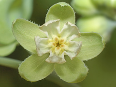 Iberodes brassicifolia