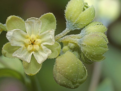 Iberodes brassicifolia