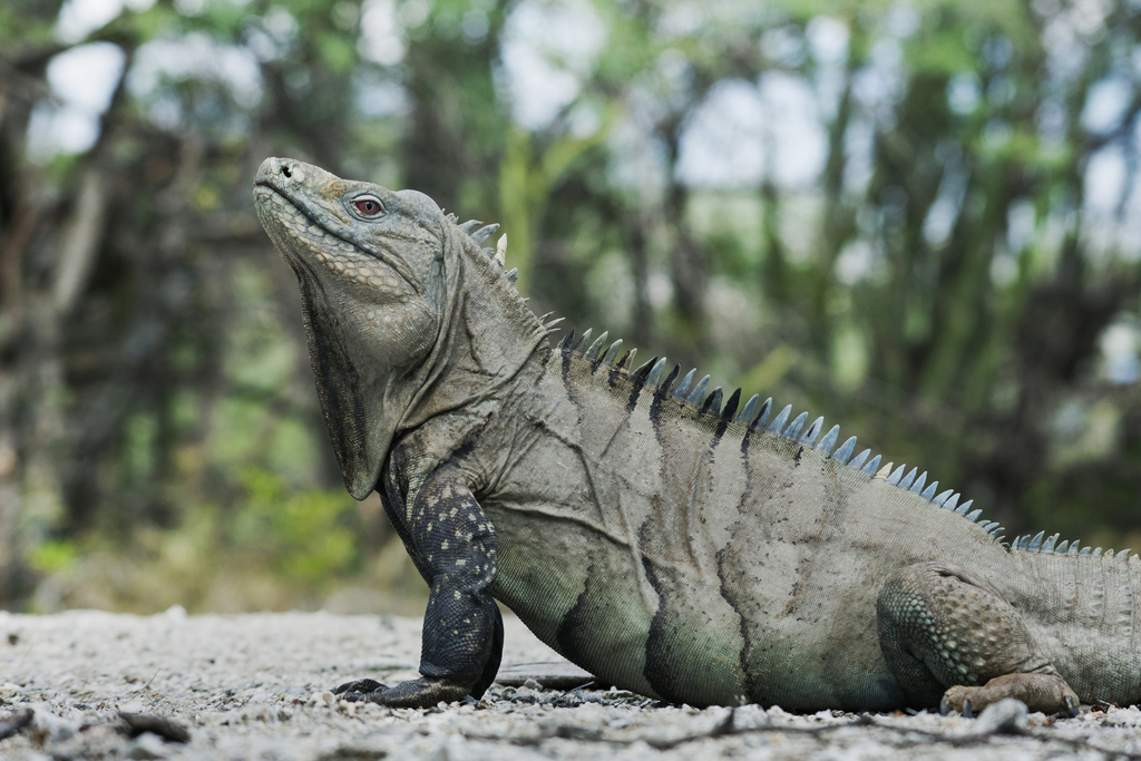 Hispaniolan Ground Iguana