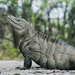 Iguana Terrestre de la Española - Photo (c) Kevin Schafer, algunos derechos reservados (CC BY-NC-ND), subido por Kevin Schafer