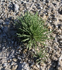 Anabasis cretacea