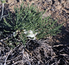 Anabasis cretacea