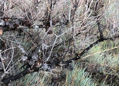 Allocasuarina pusilla