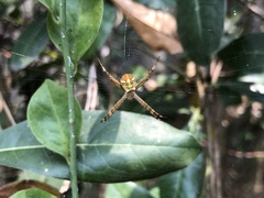Argiope minuta