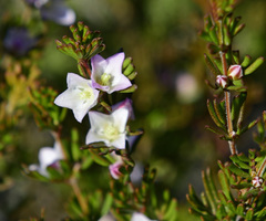 Boronia albiflora