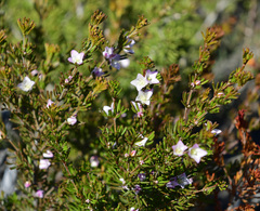 Boronia albiflora