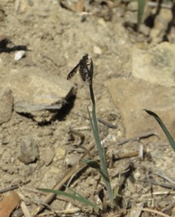 Conophorus fenestratus