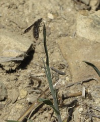 Conophorus fenestratus