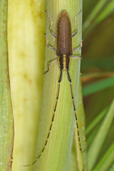 Agapanthia asphodeli