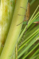 Agapanthia asphodeli