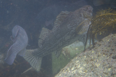 Aplodactylus arctidens