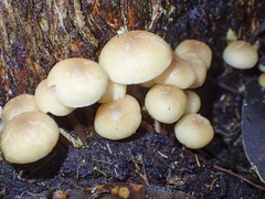 Collybia eucalyptorum