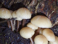 Collybia eucalyptorum