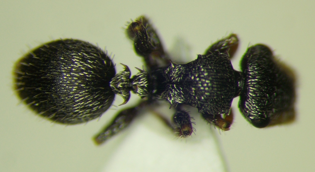 Cephalotes wheeleri