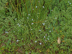 Myosotis cespitosa