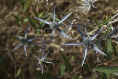 Eryngium caeruleum