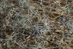 Eryngium caeruleum