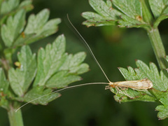 Adicella reducta