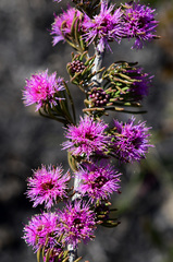 Melaleuca scabra
