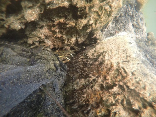 longarm river prawn