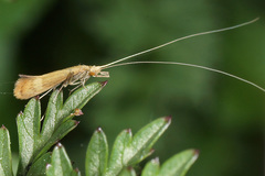Adicella reducta