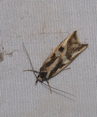 Epithymema incomposita