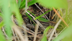 Staurorhectus longicornis