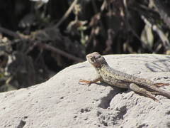 Sceloporus albiventris