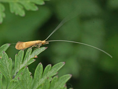 Adicella reducta