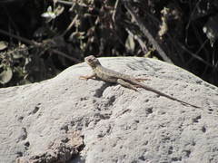 Sceloporus albiventris