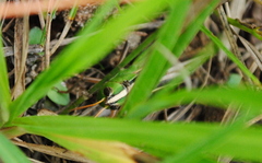 Staurorhectus longicornis