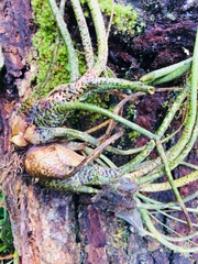 Tillandsia butzii
