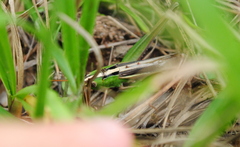 Staurorhectus longicornis