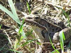 Lithobates neovolcanicus