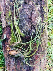 Tillandsia butzii
