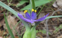 Tradescantia occidentalis