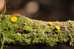 Pezizellaceae