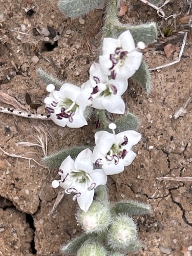 Cressa truxillensis