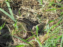 Lithobates neovolcanicus