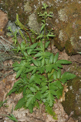 Scrophularia sublyrata