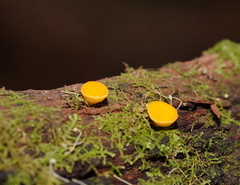 Pezizellaceae