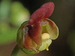 Scrophularia sublyrata