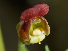 Scrophularia sublyrata