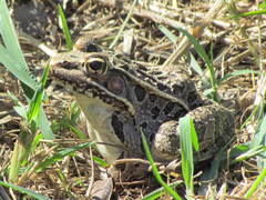 Lithobates neovolcanicus