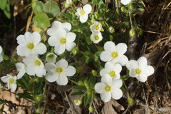 Arenaria montana