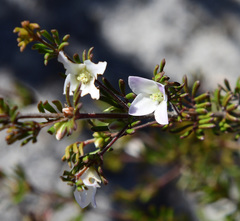 Boronia albiflora