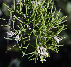Hakea trifurcata