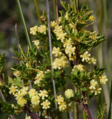 Acacia nigricans